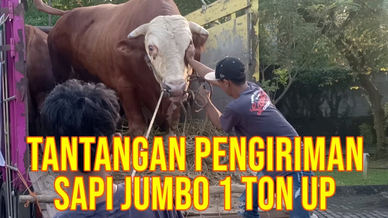 
                                 Pengiriman-Sapi-Qurban-Super-Jumbo-1-Ton